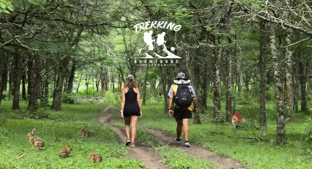 Bosques de la Sala Tucuman