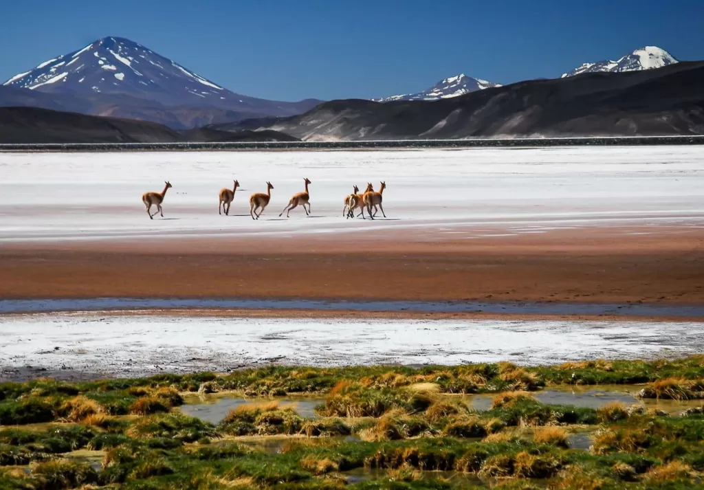 Fiambala Catamarca